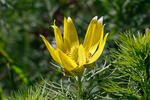 Adonis de printemps