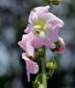 Alcea rosea