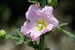 Alcea rosea