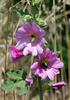 Alcea rosea