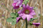 Alcea rosea