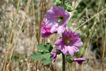 Alcea rosea