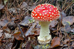 Amanita muscaria