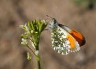 Anthocharis cardamines