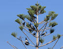 Araucaria heterophylla