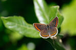 Aricia agestis