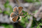 Aricia agestis