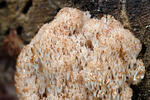 Artomyces pyxidatus