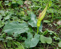 Arum cylindraceum