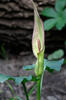 Arum cylindraceum