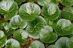 Asarum europaeum