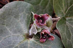 Asarum europaeum