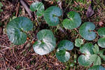 Asarum europaeum