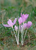 Autumn Crocus