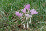 Autumn Crocus