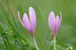 Autumn Crocus