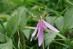 Autumn Crocus