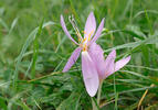 Autumn Crocus