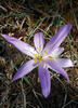 Autumn Crocus