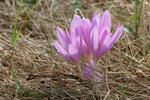 Autumn Crocus