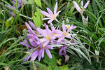 Autumn Crocus