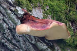 Beefsteak Fungus