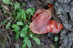 Beefsteak Fungus