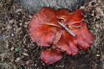 Beefsteak Fungus