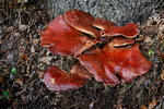 Beefsteak Fungus