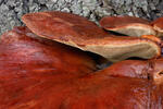 Beefsteak Fungus