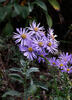 Berg-Aster