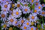 Berg-Aster