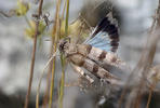 Blauflügelige Ödlandschrecke