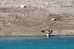 Booted Eagle