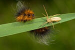 Brauner Bär Schmetterling