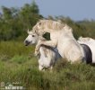 Camargue-Pferd