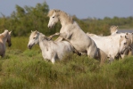 Camargue-Pferd