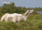 Camargue-Pferd