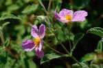 Cistus incanus