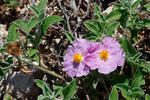 Cistus incanus