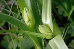 Colchicum autumnale