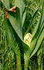 Colchicum autumnale