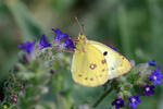 Colias hyale