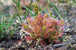 Drosera intermedia