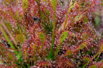 Drosera intermedia