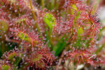 Drosera intermedia