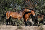 Equus ferus f. caballus