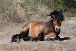 Equus ferus f. caballus