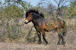 Equus ferus f. caballus