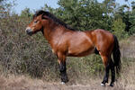 Exmoor Pony